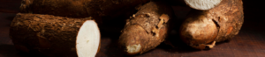 Mandioca e fungos amazônicos podem ser aliados no tratamento contra o câncer de pele