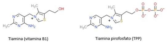 Tiamina (vitamina B1) e Tiamina pirofosfato (TPP)