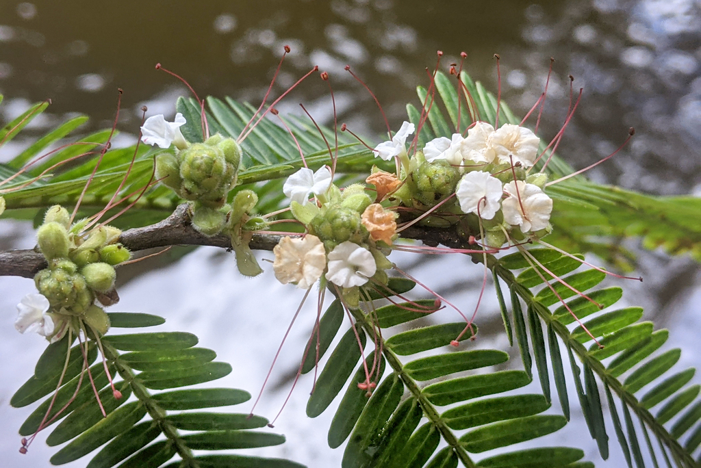 Folhas, flores e frutos de Macrolobium acaciifolium