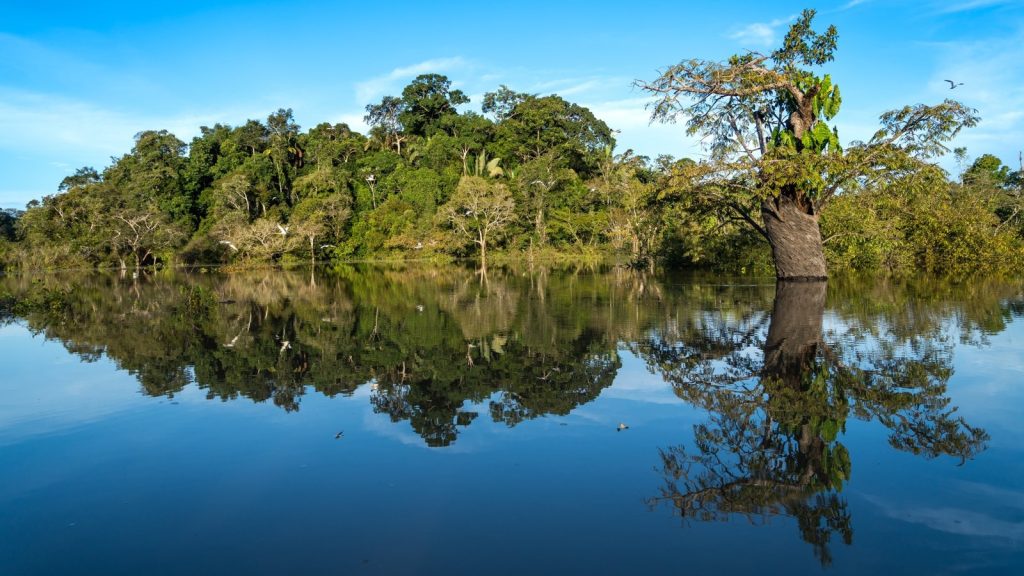 Dia de Proteção às Florestas celebra o Curupira, mascote da COP 30